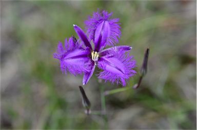 APII jpeg image of Thysanotus tuberosus subsp. tuberosus  © contact APII