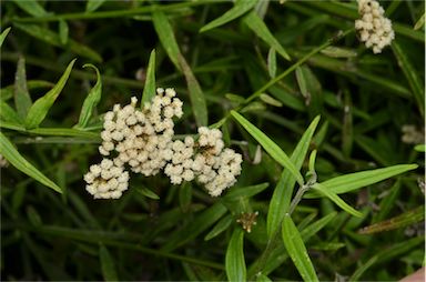 APII jpeg image of Ozothamnus vagans  © contact APII