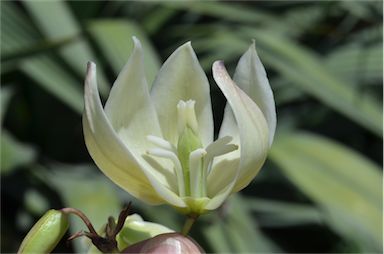 APII jpeg image of Yucca aloifolia  © contact APII