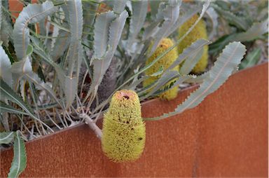 APII jpeg image of Banksia petiolaris  © contact APII