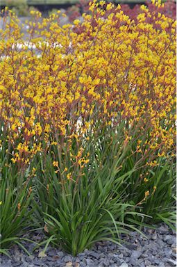 APII jpeg image of Anigozanthos 'Western Star Yellow Gem'  © contact APII