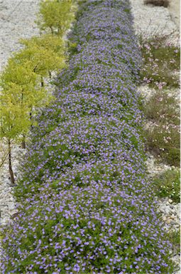 APII jpeg image of Scaevola albida 'Mauve Dome'  © contact APII