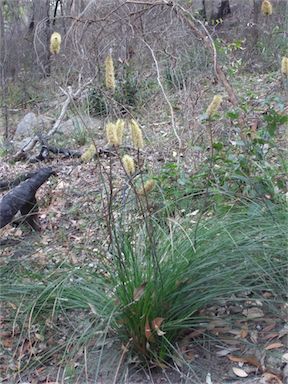 APII jpeg image of Xanthorrhoea minor subsp. minor  © contact APII