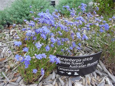 APII jpeg image of Wahlenbergia stricta  © contact APII