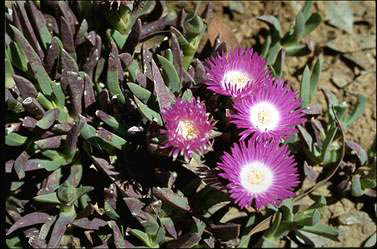 APII jpeg image of Carpobrotus rossii  © contact APII