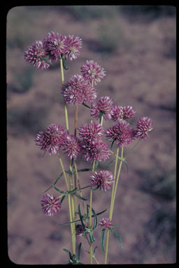 APII jpeg image of Gomphrena flaccida  © contact APII