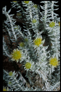 APII jpeg image of Ptilotus helichrysoides  © contact APII