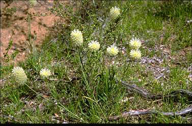 APII jpeg image of Ptilotus macrocephalus  © contact APII