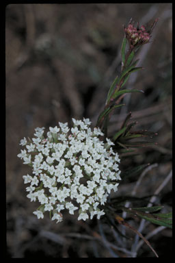 APII jpeg image of Platysace lanceolata  © contact APII