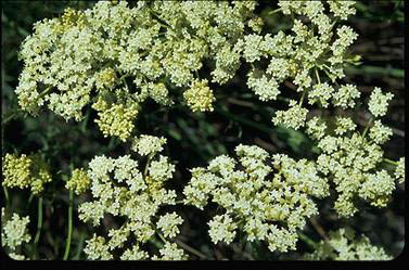 APII jpeg image of Trachymene juncea  © contact APII