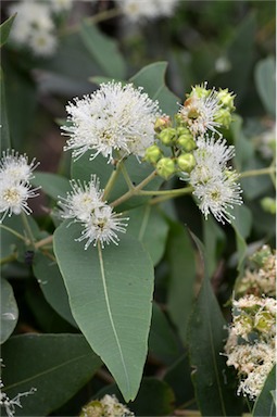 APII jpeg image of Angophora subvelutina  © contact APII