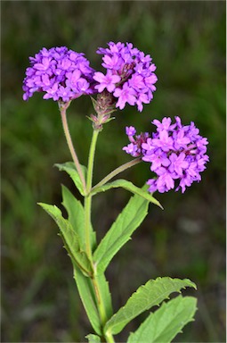 APII jpeg image of Verbena rigida  © contact APII