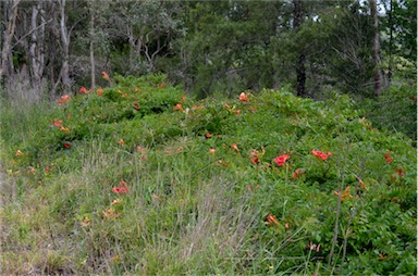 APII jpeg image of Campsis radicans  © contact APII