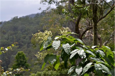 APII jpeg image of Ehretia acuminata var. acuminata  © contact APII