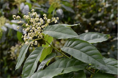 APII jpeg image of Ehretia acuminata var. acuminata  © contact APII