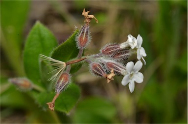 APII jpeg image of Myosotis australis  © contact APII