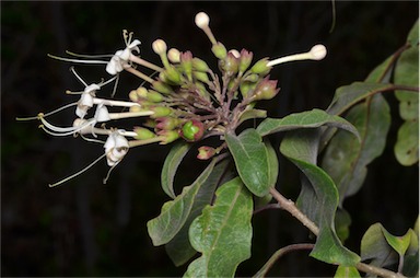 APII jpeg image of Clerodendrum tomentosum  © contact APII