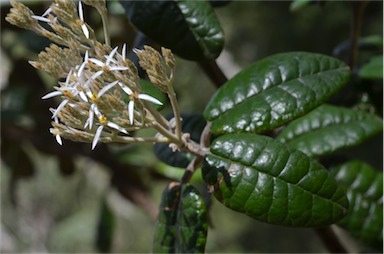 APII jpeg image of Olearia covenyi  © contact APII