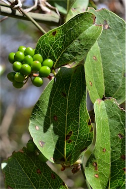 APII jpeg image of Smilax australis  © contact APII