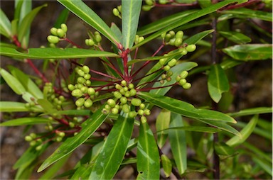 APII jpeg image of Tasmannia stipitata  © contact APII