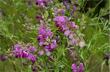 APII jpeg image of Polygala virgata  © contact APII