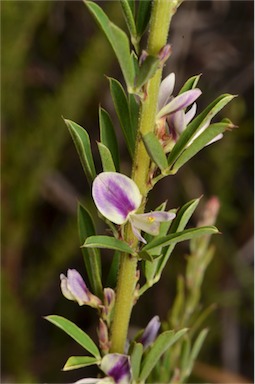 APII jpeg image of Lespedeza juncea subsp. sericea  © contact APII