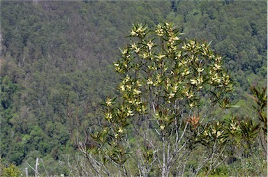 APII jpeg image of Acacia obtusifolia  © contact APII