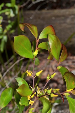 APII jpeg image of Persoonia lanceolata  © contact APII