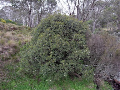 APII jpeg image of Tasmannia glaucifolia  © contact APII