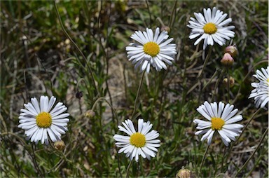 APII jpeg image of Brachyscome aculeata  © contact APII