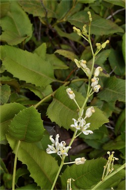 APII jpeg image of Lomatia ilicifolia  © contact APII