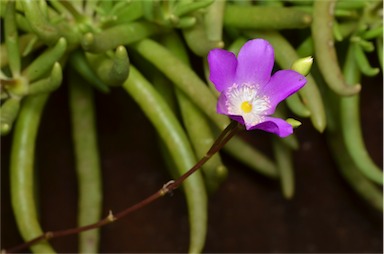 APII jpeg image of Calandrinia balonensis  © contact APII