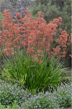 APII jpeg image of Anigozanthos flavidus  © contact APII