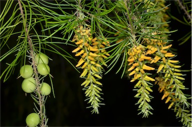 APII jpeg image of Persoonia pinifolia  © contact APII