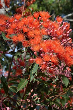 APII jpeg image of Corymbia ficifolia 'Dwarf Orange'  © contact APII