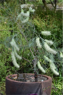 APII jpeg image of Grevillea albiflora  © contact APII