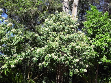 APII jpeg image of Clerodendrum floribundum var. attenuatum  © contact APII