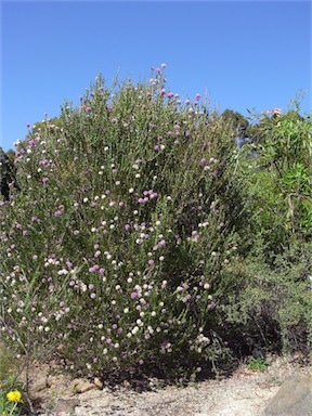 APII jpeg image of Melaleuca nesophila  © contact APII