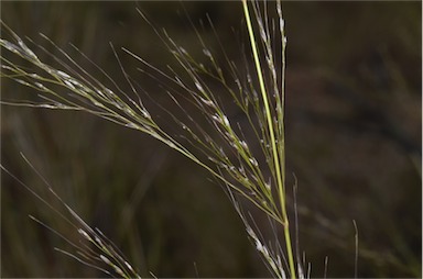 APII jpeg image of Austrostipa ramosissima  © contact APII