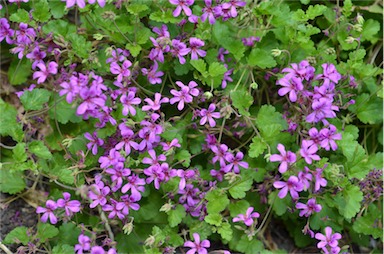 APII jpeg image of Pelargonium rodneyanum  © contact APII