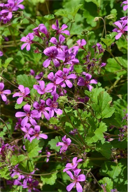 APII jpeg image of Pelargonium rodneyanum  © contact APII