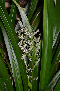 APII jpeg image of Helmholtzia acorifolia  © contact APII