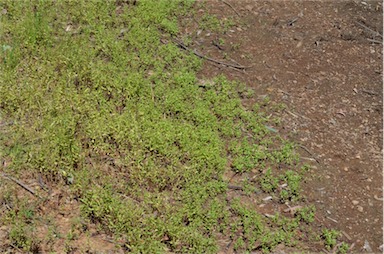 APII jpeg image of Gratiola pedunculata  © contact APII