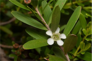 APII jpeg image of Leptospermum emarginatum  © contact APII