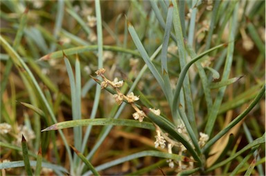 APII jpeg image of Lomandra obliqua  © contact APII