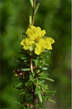 APII jpeg image of Hibbertia riparia  © contact APII