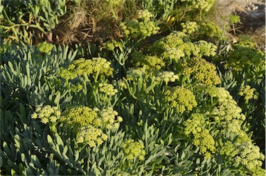 APII jpeg image of Crithmum maritimum  © contact APII