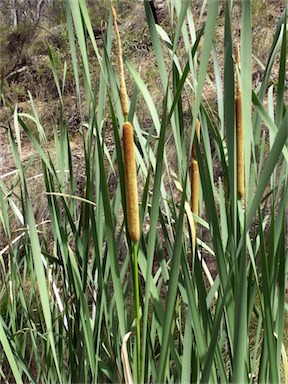 APII jpeg image of Typha orientalis  © contact APII