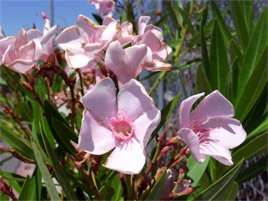 APII jpeg image of Nerium oleander  © contact APII