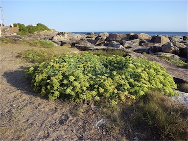 APII jpeg image of Crithmum maritimum  © contact APII